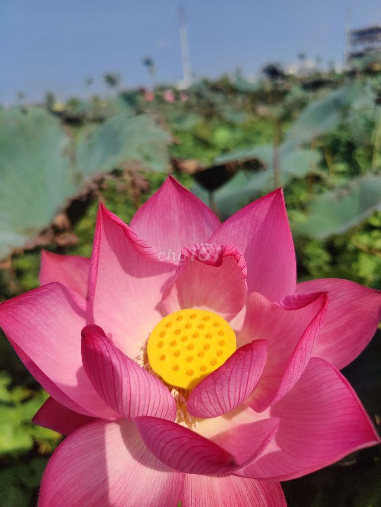 Mầm giống sen Hồng. Mua bán Đồ chuyên dụng, Giống nuôi trồng tại Huyện Lý Nhân Hà Nam được đăng bởi Nguyễn thành trung hình 1