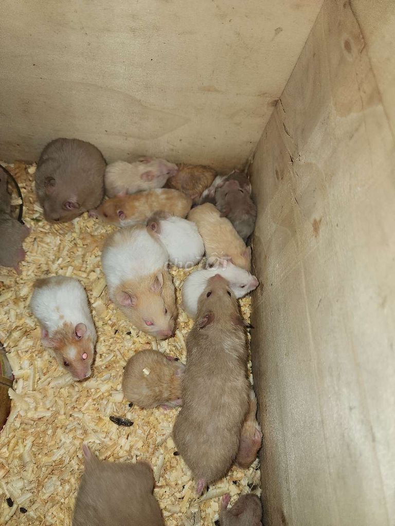 Chuột Hamster nhiều màu 1 tháng. Mua bán Thú cưng khác tại Huyện Bình Chánh Tp Hồ Chí Minh được đăng bởi Nguyễn Tuấn  hình 1