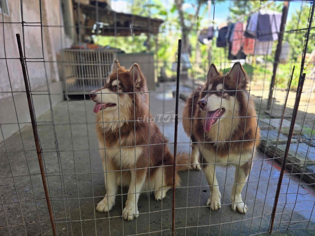 Chó Alaska cái 12 tháng. Mua bán Chó tại Quận 12 Tp Hồ Chí Minh được đăng bởi RQD hình 1