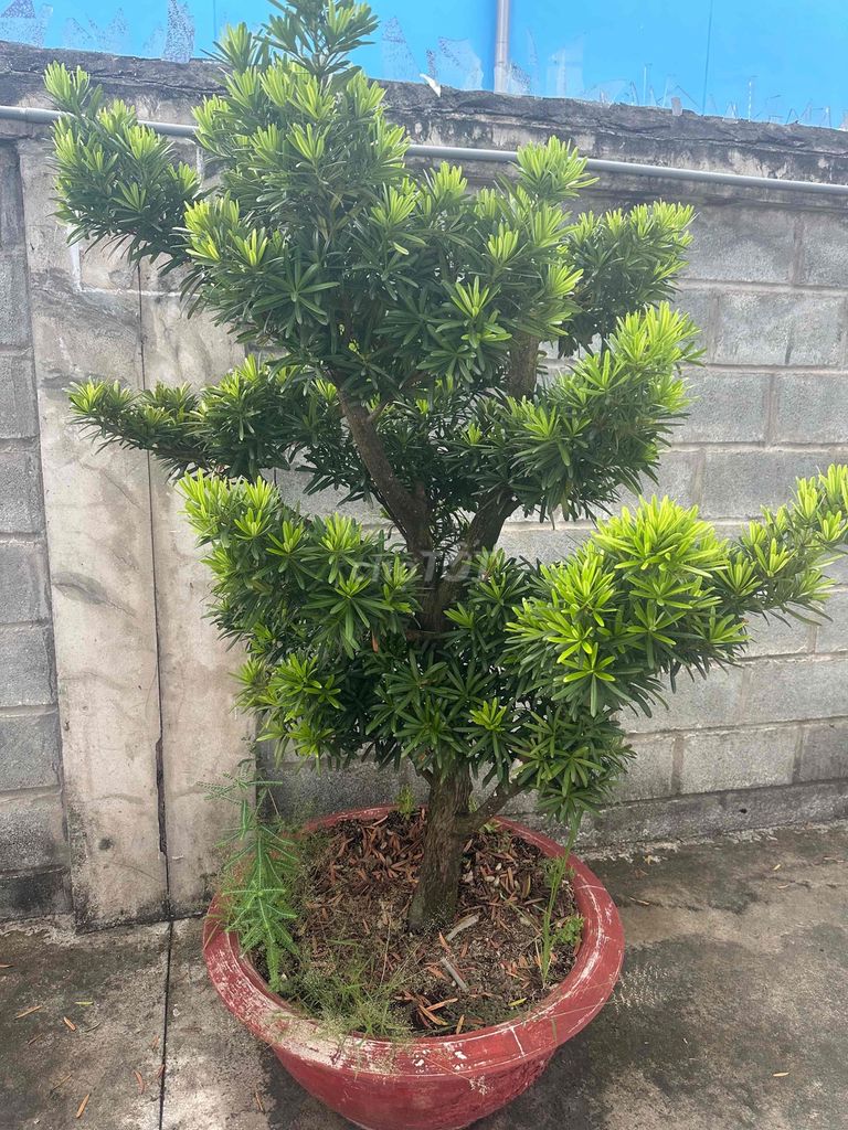 Cây cảnh Tùng La Hán Xanh lá. Mua bán Cây cảnh, đồ trang trí tại Thị xã Tân Uyên Bình Dương được đăng bởi Nguyetnga Tran hình 1