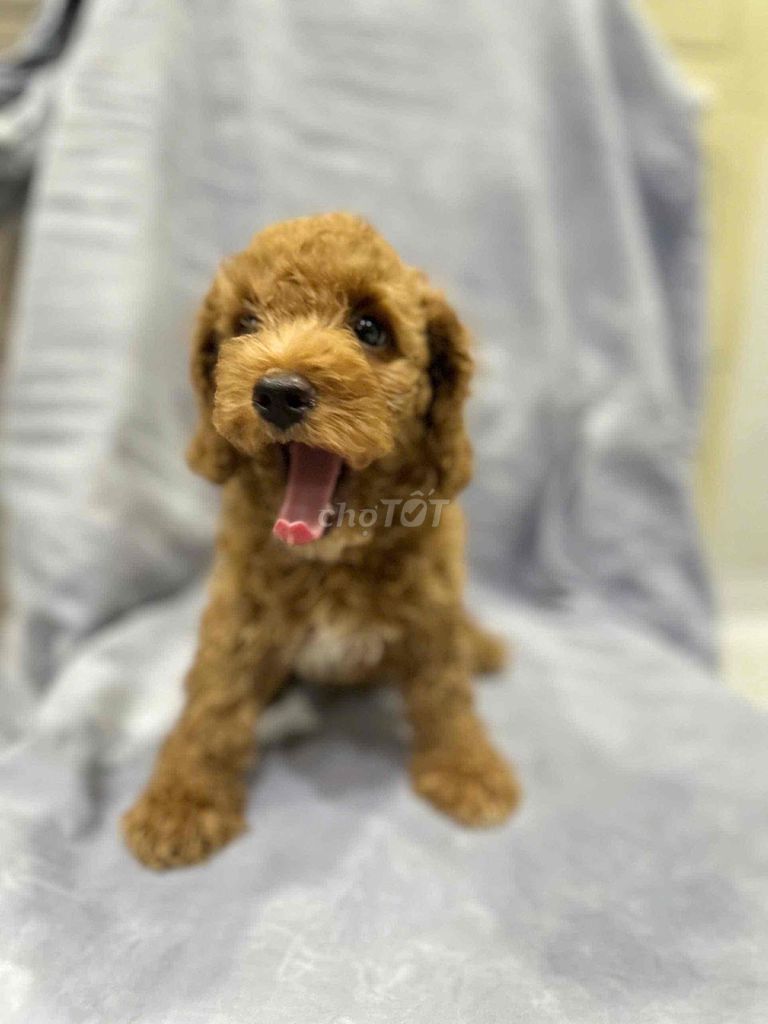 chó nhà nuôi. Mua bán Chó tại Thành phố Thủ Đức Tp Hồ Chí Minh được đăng bởi Dtq hình 1