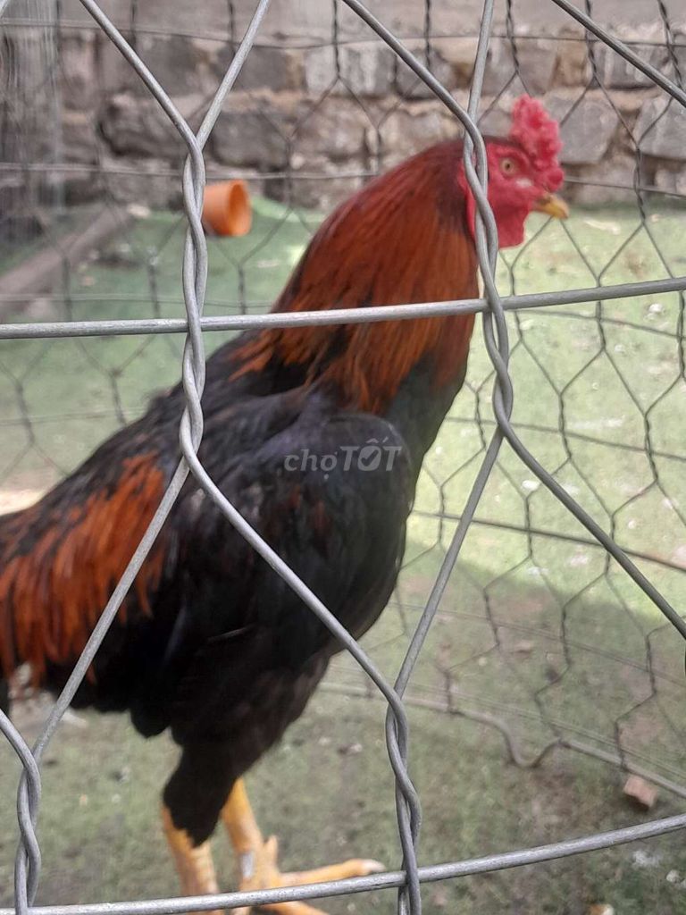 Gà trống Thái, Pakistan Đực 3.4kg. Mua bán Gà tại Huyện Định Quán Đồng Nai được đăng bởi Van kien Le hình 1