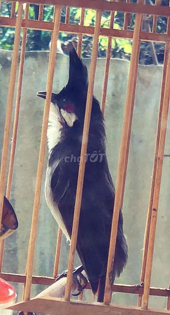 Chim chào mào đấu VIP. Mua bán Chim tại Huyện Quảng Điền Thừa Thiên Huế được đăng bởi Nguyên  hình 1