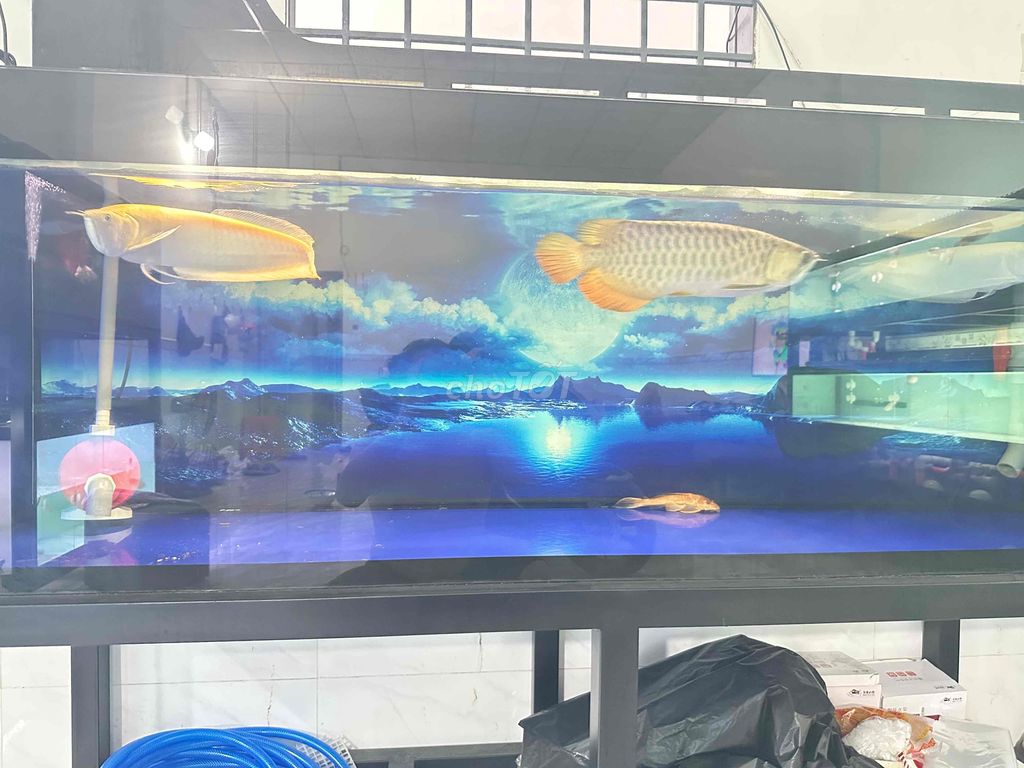 combo bối tím 9999 2 ngân ab hàm cá mập. Mua bán Thú cưng khác tại Huyện Hóc Môn Tp Hồ Chí Minh được đăng bởi Hoàng Long hình 1