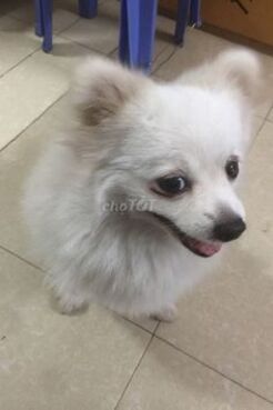 chó phốc sóc, trắng, con được 6 tháng tuổi.. Mua bán Chó tại Thành phố Thủ Đức Tp Hồ Chí Minh được đăng bởi Tên chưa cung cấp