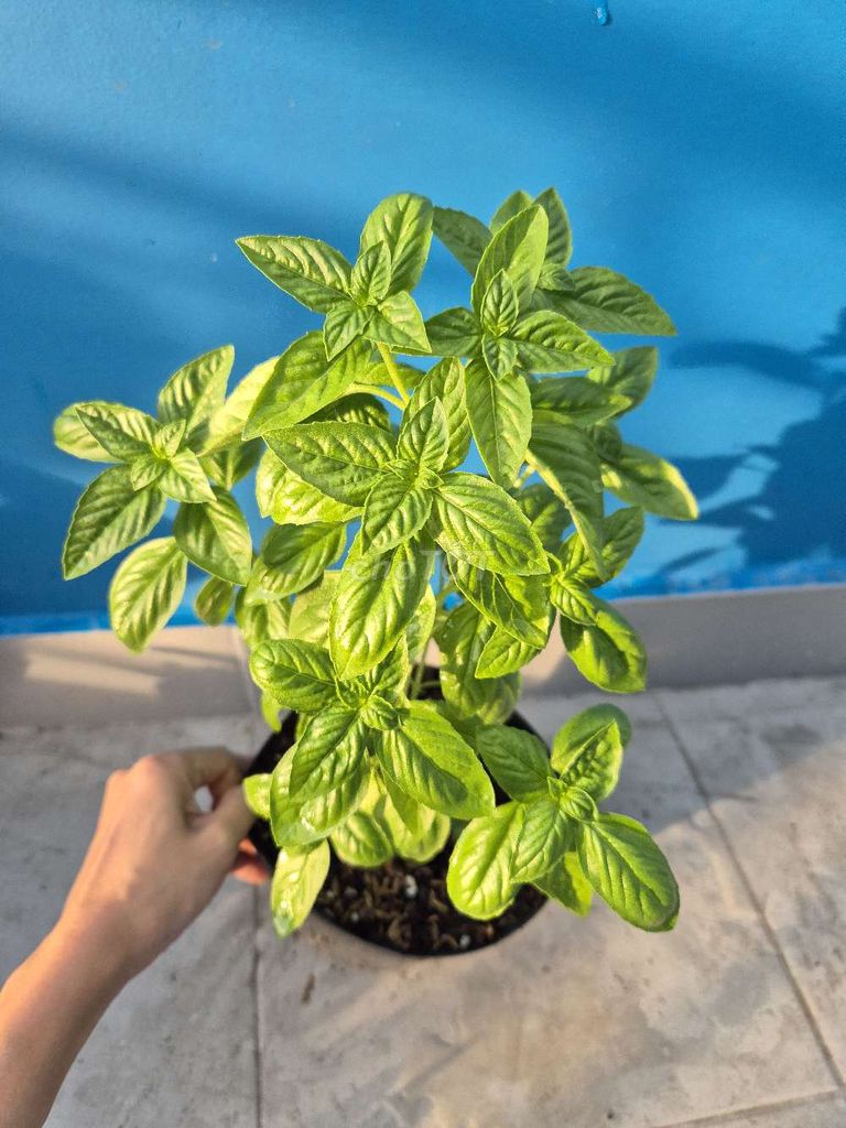 Cây húng Tây Basil. Mua bán Cây cảnh, đồ trang trí tại Quận 3 Tp Hồ Chí Minh được đăng bởi Khánh Dương hình 1