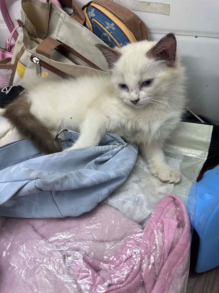 Mèo con  Ragdool  bé đực. Mua bán Mèo tại Quận Ba Đình Hà Nội được đăng bởi đỗ thịnh hình 1