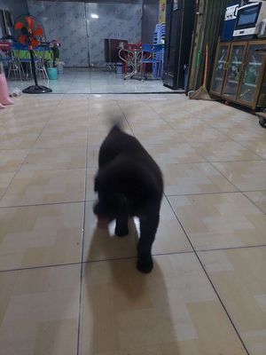 Bán thú cưng mông cọc màu đen tiền. Mua bán Chó tại Quận Ninh Kiều Cần Thơ được đăng bởi Quốc Hòa 