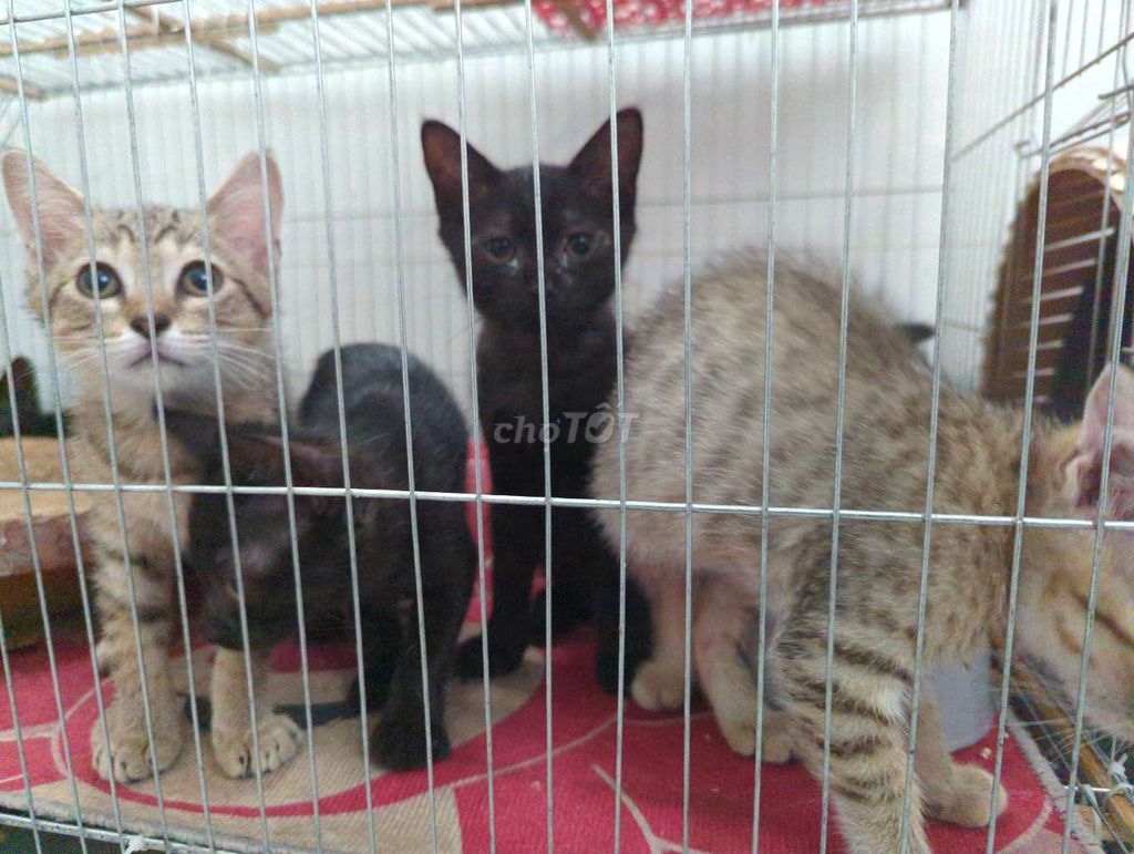 Nhà còn mấy bé mèo ALN nghịch như quỷ