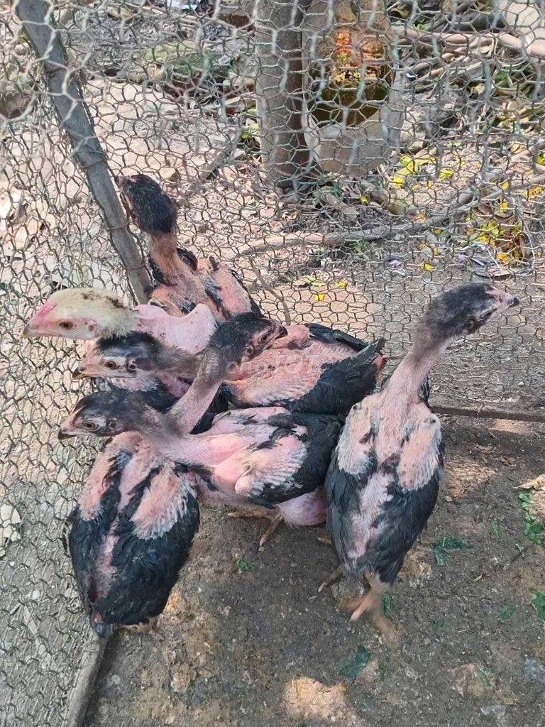 choai dòng ô mã mái. Mua bán Gà tại Huyện Thường Tín Hà Nội được đăng bởi Đức Thiện hình 1