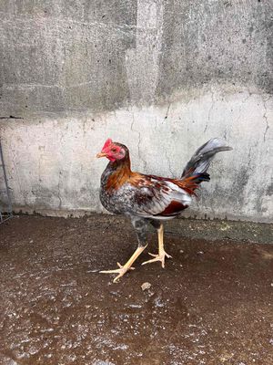 xám cuban 4th trạng 1kg3 kg4. Mua bán Gà tại Thành phố Thủ Đức Tp Hồ Chí Minh được đăng bởi Dtri39