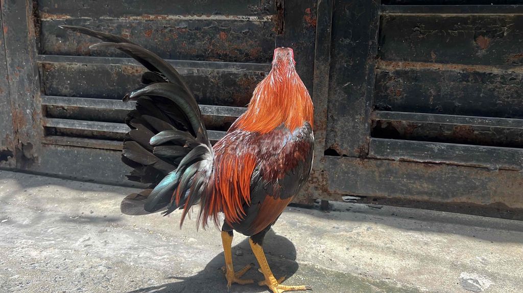 Gà tre Cuban Mỹ 1kg260 mau chơi thanh lý. Mua bán Gà tại Huyện Bình Chánh Tp Hồ Chí Minh được đăng bởi Tuấn Gà Đá  hình 1