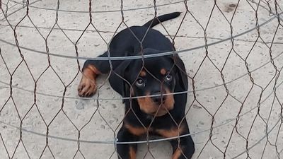 Chó CM.Rottweiler.. Mua bán Chó tại Thành phố Cà Mau Cà Mau được đăng bởi Nhân Rottweiler 