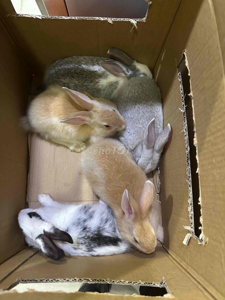 Thỏ con trên 1 tháng nhiều màu. Mua bán Thú cưng khác tại Quận Bình Thạnh Tp Hồ Chí Minh được đăng bởi Nông trại thỏ và bọ hình 1