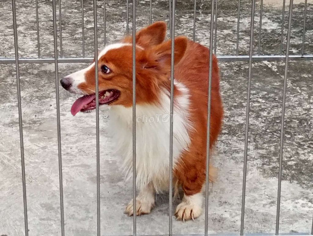 Chó Corgi Cái Nâu trắng Thuần chủng. Mua bán Chó tại Thành phố Biên Hòa Đồng Nai được đăng bởi Nhân Rottweiler  hình 1