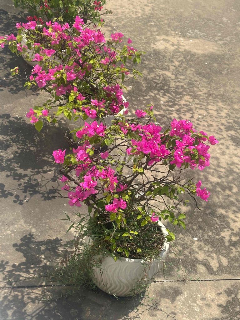 Cây cảnh Hoa giấy Hồng. Mua bán Cây cảnh, đồ trang trí tại Thị xã Tân Uyên Bình Dương được đăng bởi Nguyetnga Tran hình 1