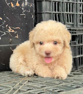 Poodlle Mơ siêu yêu 💝. Mua bán Chó tại Huyện Bình Chánh Tp Hồ Chí Minh được đăng bởi Huỳnh Chân