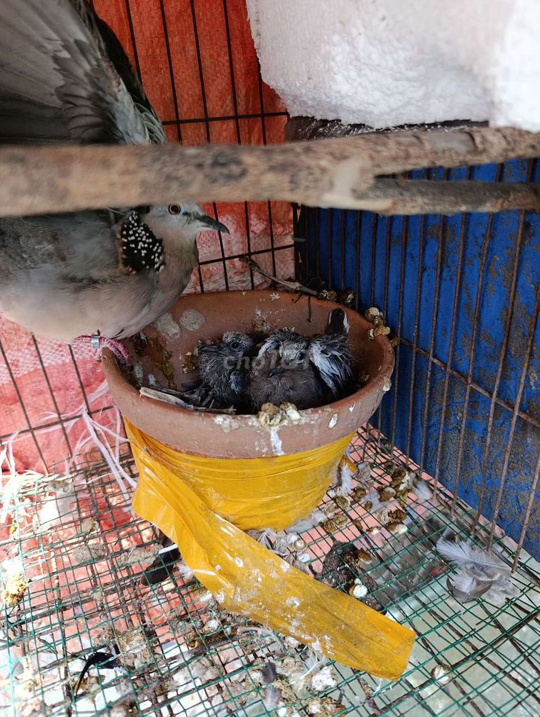 gáy Malaysia non. Mua bán Chim tại Thành phố Biên Hòa Đồng Nai được đăng bởi Hoàng Hải 334 hình 1