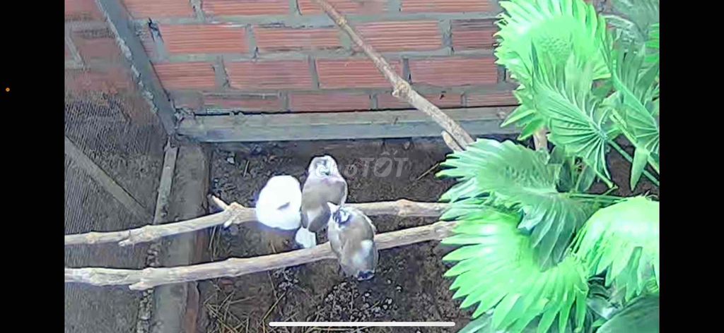 đại bịp, cánh tiên có đủ. Mua bán Chim tại Thành phố Thủ Đức Tp Hồ Chí Minh được đăng bởi Long Phạm hình 1