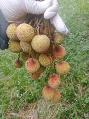 vải thiểu quê. Mua bán Đồ ăn, thực phẩm và các loại khác tại Quận Liên Chiểu Đà Nẵng được đăng bởi Phuong