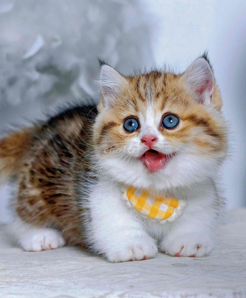 Mèo Bicolor Classic Tabby. Mua bán Mèo tại Quận Bình Tân Tp Hồ Chí Minh được đăng bởi Linn Meow hình 1