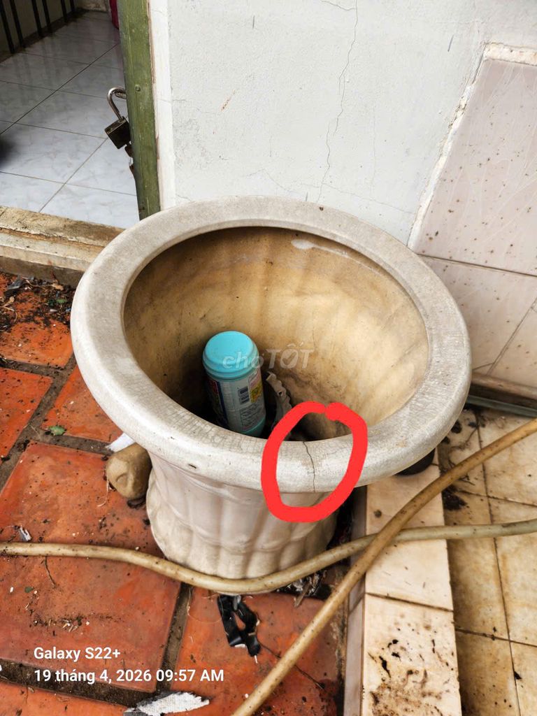 Thanh lý chậu cây hạnh phúc. Mua bán Cây cảnh, đồ trang trí tại Quận Bình Thạnh Tp Hồ Chí Minh được đăng bởi Giang Huong hình 1