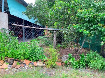 📣 ĐẤT 5x32 THỔ 50 ĐƯỜNG THÔNG 4,5M SHR 390TR TẦM LANH SÁT KCN HIỆP THẠ. Mua bán đất tại Huyện Gò Dầu Tây Ninh được đăng bởi NHÀ ĐẤT TÂY NINH