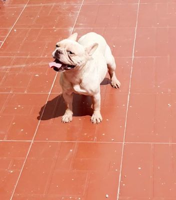 Chó bull phap Trắng kem