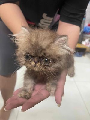 Mèo Ba Tư Xám vàng Mèo con