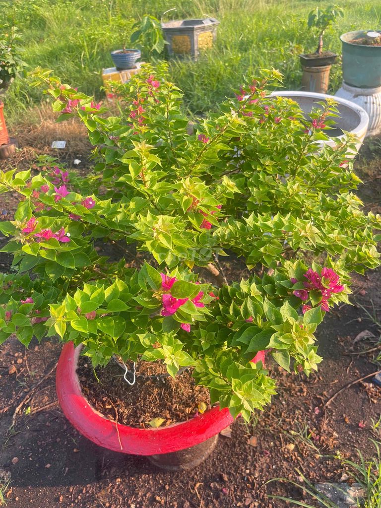 Cần bán hoa giấy cây vườn nha. Mua bán Cây cảnh, đồ trang trí tại Thành phố Thủ Dầu Một Bình Dương được đăng bởi Nguyễn Thắng hình 1