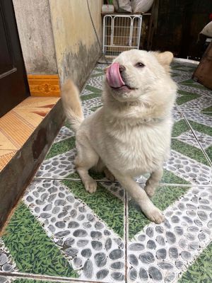 Cún Gấu Bắc Hà Lông Xù Trắng Đẹp