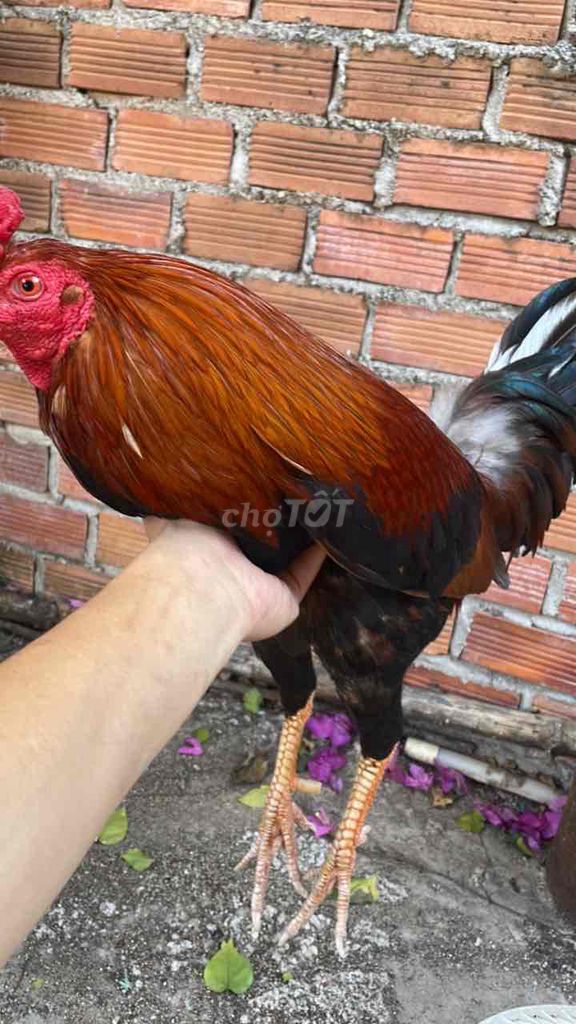 Gà trống Nâu đỏ và đen. Mua bán Gà tại Thành phố Cam Ranh Khánh Hòa được đăng bởi Hoang Long hình 1