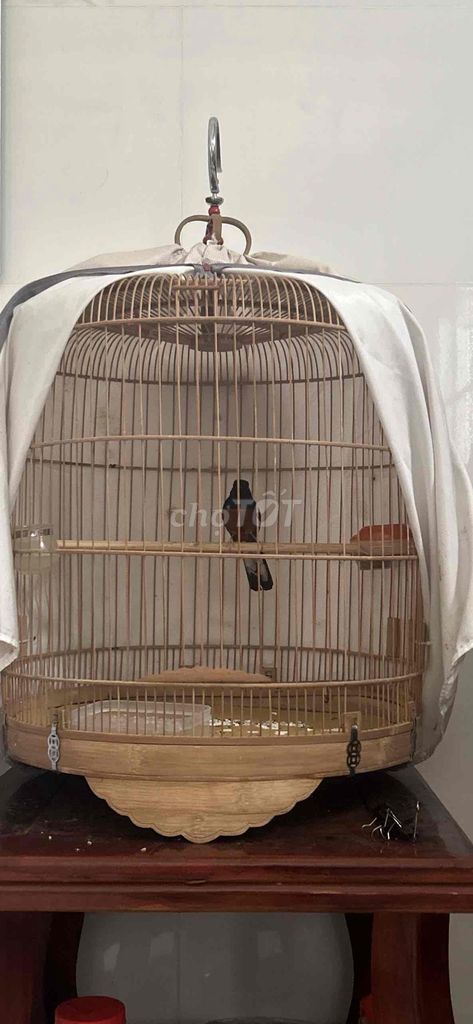 Chim cảnh 4 tháng đã cám cứng hót lai rai. Mua bán Chim tại Thị xã Bến Cát Bình Dương được đăng bởi Chí Bảo hình 1