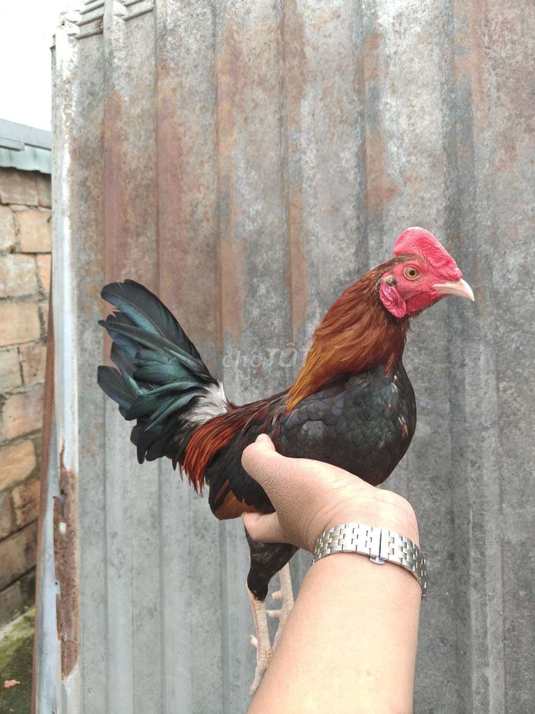 Siu mỹ trang 1k3 tay 1cuc log mới ze chơi liên đc. Mua bán Gà tại Thành phố Thủ Dầu Một Bình Dương được đăng bởi Thanh Tiền hình 7