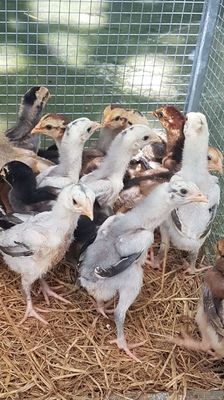 GÀ CON-GÀ ĐÒN CON GIỐNG RẶC BÌNH ĐỊNH TRẠNG LỚN!. Mua bán Gà tại Huyện Bình Chánh Tp Hồ Chí Minh được đăng bởi Bình Pug