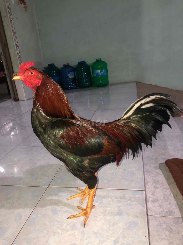Gà chọi Điều gián 2.7kg Đực. Mua bán Gà tại Huyện Cờ Đỏ Cần Thơ được đăng bởi 33 Đạt hình 1