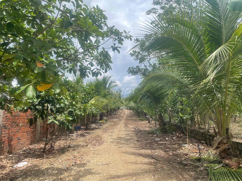 Vườn trồng cây 6000m2 bao gồm nhà ở 100m2 tại Ngãi Giao, Châu Đức BRVT. Cho thuê Nhà ở tại Huyện Châu Đức Bà Rịa - Vũng Tàu được đăng bởi Thêm Ngô hình 3