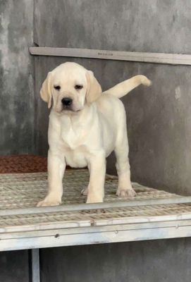 labrador