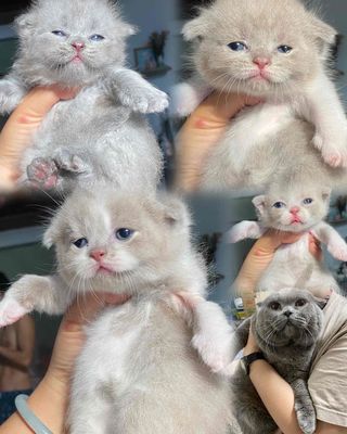 NHẬN CỌC ĐÀN MÈO SIÊU ĐẸP FOM TO. Mua bán Mèo tại Huyện Bình Chánh Tp Hồ Chí Minh được đăng bởi BÔNG HỒNG TÍM MÈO HCM