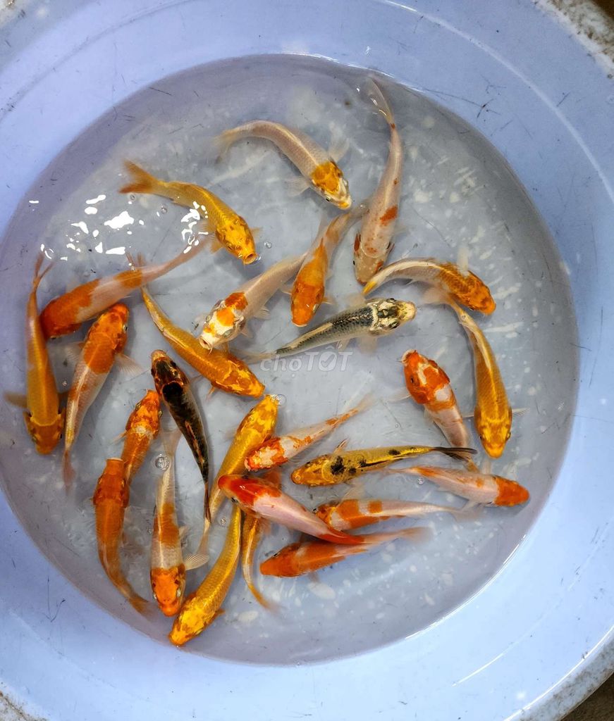 Koi mẫu 15-25c ký