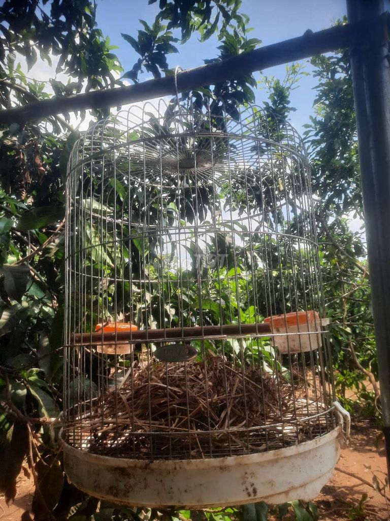 Lồng chim kim loại màu bạc. Mua bán Phụ kiện, Thức ăn, Dịch vụ tại Huyện Châu Đức Bà Rịa - Vũng Tàu được đăng bởi nguyenhuy  hình 1