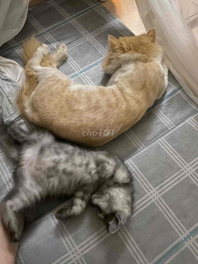 mèo alb lai. Mua bán Mèo tại Quận Hoàng Mai Hà Nội được đăng bởi Thănghoang hình 4