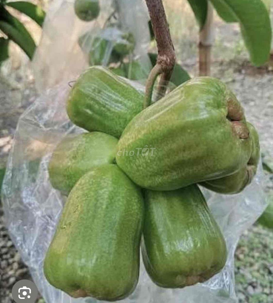 Cây giống Mận Kiojok. Mua bán Đồ chuyên dụng, Giống nuôi trồng tại Huyện Cái Bè Tiền Giang được đăng bởi Võ Minh Luân hình 1