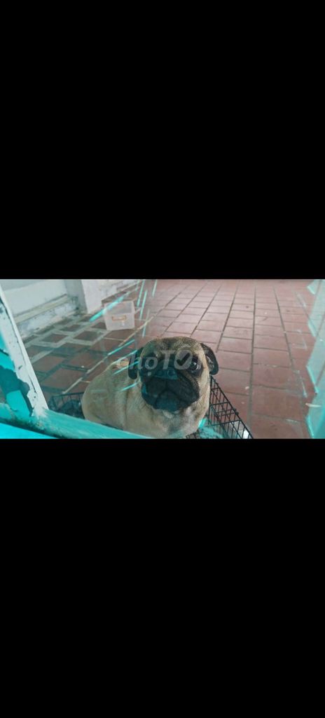 Chó Pug cái 1 tuổi 1 mũi. Mua bán Chó tại Quận Ngũ Hành Sơn Đà Nẵng được đăng bởi Tran thanh long hình 1