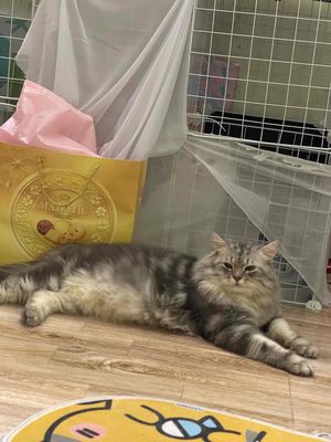 Mèo Siberia đực đã tiêm phòng