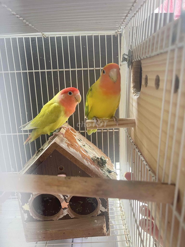 cặp loveburds sinh sản