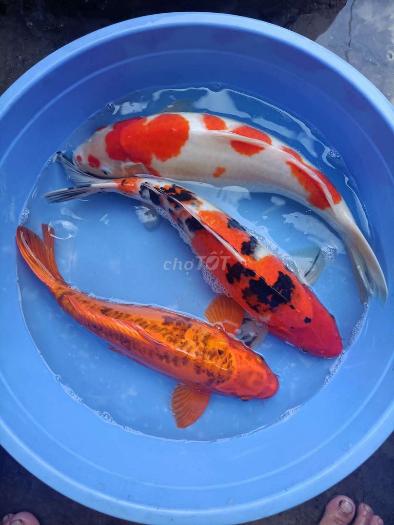 Ca koi F1 sezi 45-50cm Màu đẹp