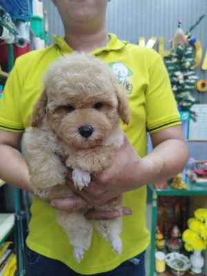 poodle vàng mơ  siêu đẹp