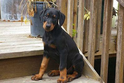 Chó Doberman X Rowteiler