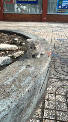 Mèo aln chân lùn cụp